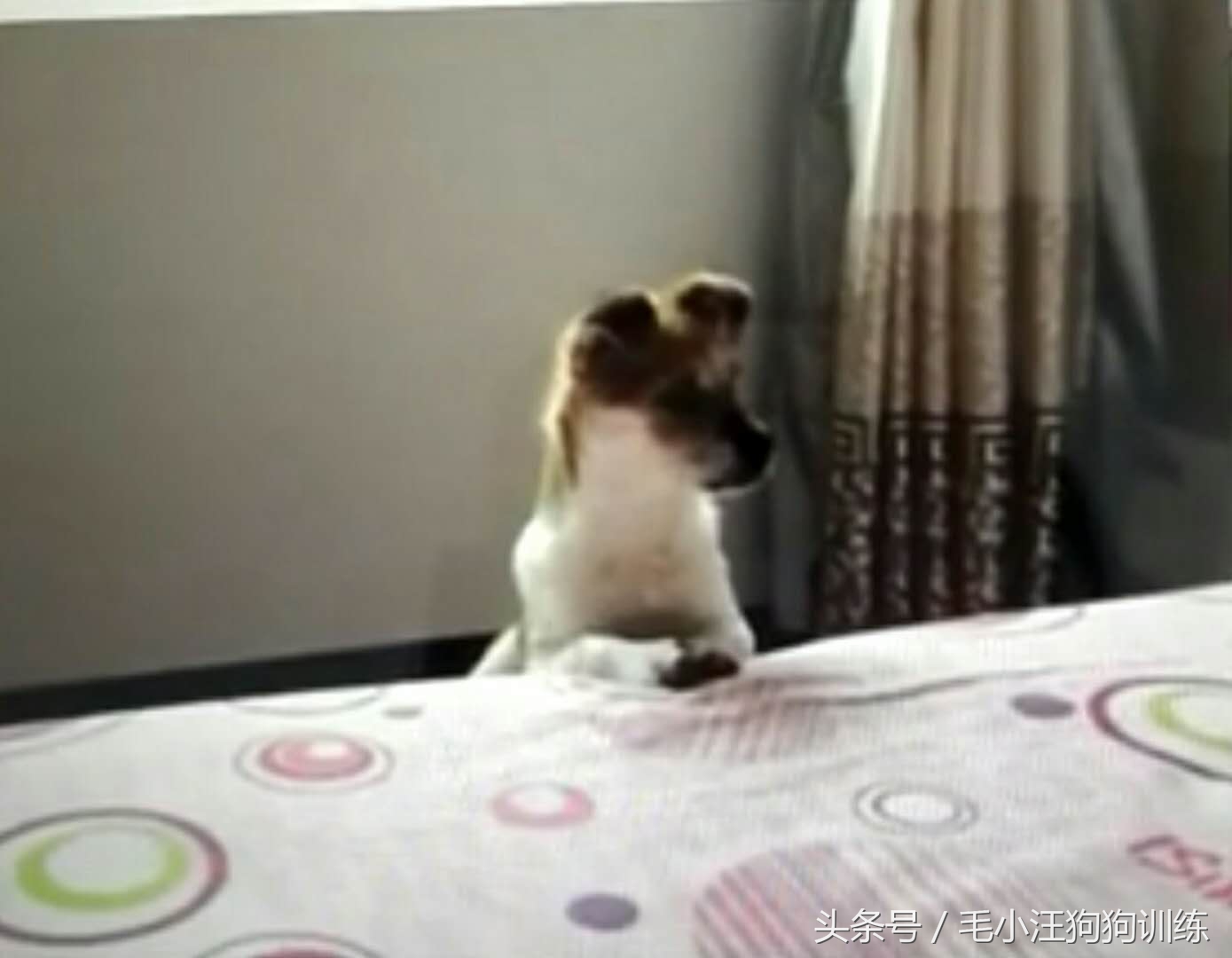 狗狗是怎么理解离别？铲屎官们纷纷讲述自家狗子的故事~