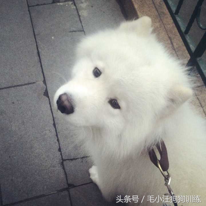 狗狗是怎么理解离别？铲屎官们纷纷讲述自家狗子的故事~