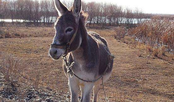 德州肉驴养殖50头肉驴的成本,科学驴的养殖办法