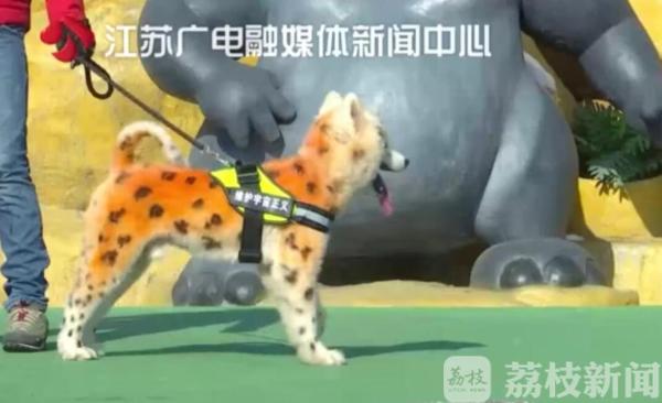 鑰佽檸鍌诲偦鍒嗕笉娓呮瑙嗛,灏忕嫍鑰佽檸鍌诲偦鍒嗕笉娓呮