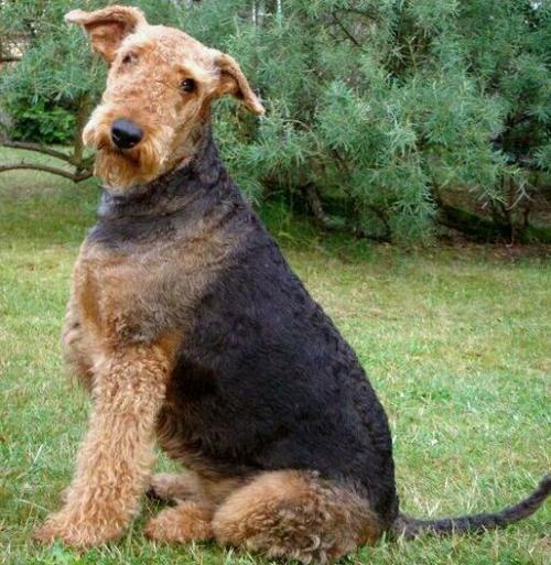 akc认证的犬种,akc认可的148个犬种