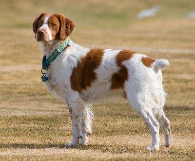 akc认证的犬种,akc认可的148个犬种