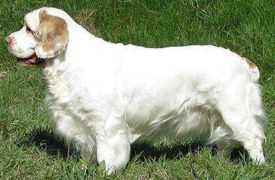 akc认证的犬种,akc认可的148个犬种