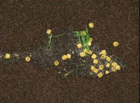 猫主子呕吐不吃饭精神不振,猫咪呕吐黄色糊状怎么治且不吃饭