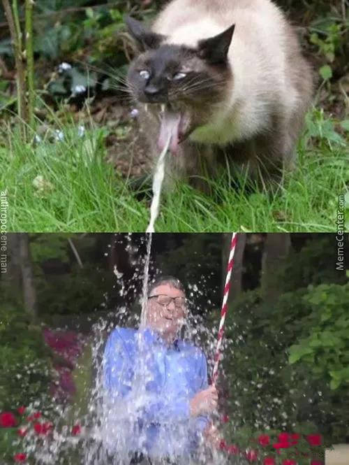 猫主子呕吐不吃饭精神不振,猫咪呕吐黄色糊状怎么治且不吃饭