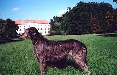 akc认证的犬种,akc认可的148个犬种