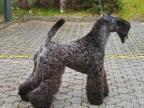 akc认证的犬种,akc认可的148个犬种