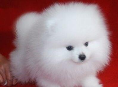 akc认证的犬种,akc认可的148个犬种