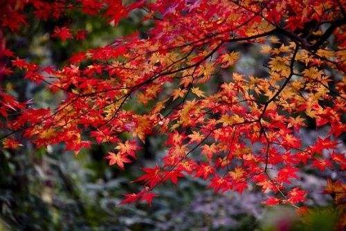 高考必背诗词重点句子,高考必考的诗句有哪些