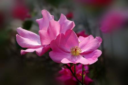 高考必背诗词重点句子,高考必考的诗句有哪些