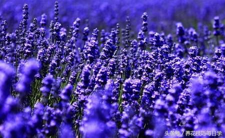 薰衣草叶子黄怎么回事,薰衣草发黄