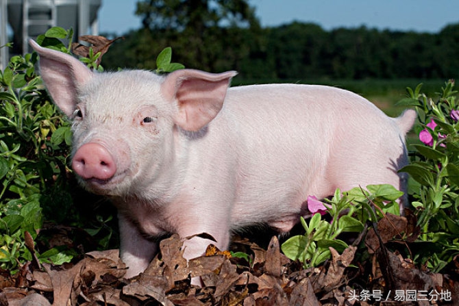 十二生肖属猪年龄表,属猪的生肖幸福密码
