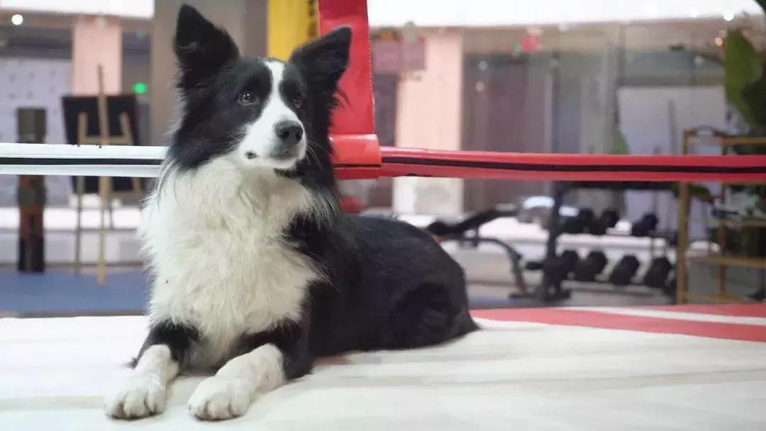 成都的十条网红狗,有的住豪宅穿名牌,比人活得还巴适