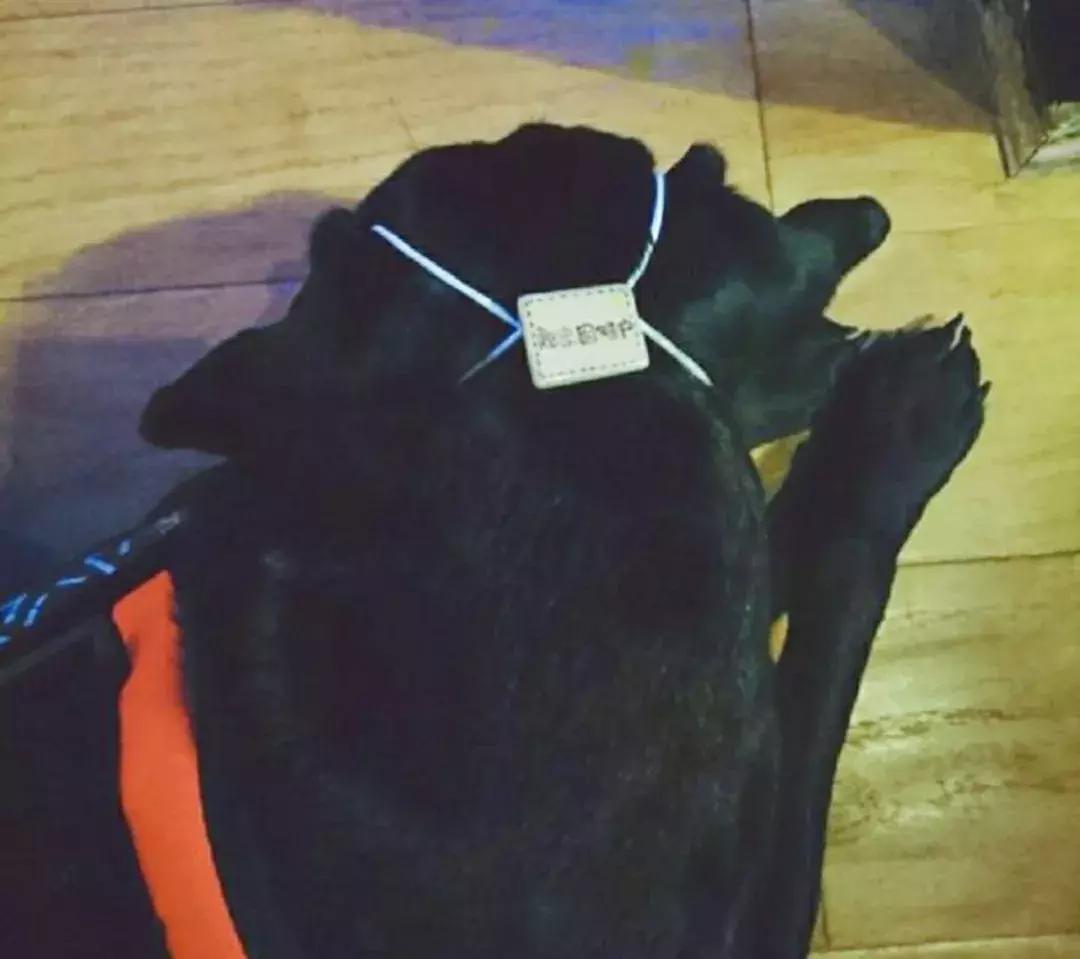 成都的十条网红狗,有的住豪宅穿名牌,比人活得还巴适