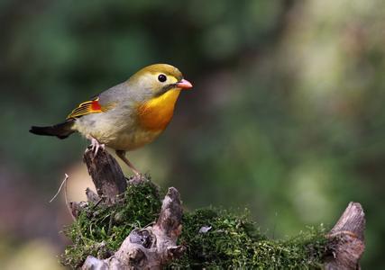 宠物鸟急救技巧,宠物鸟骨折了怎么包扎
