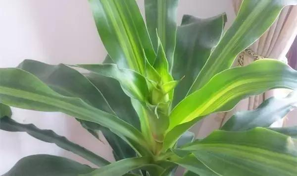 这八种植物养在家里，镇宅守业，招财进宝