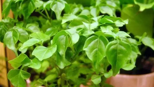 这八种植物养在家里，镇宅守业，招财进宝