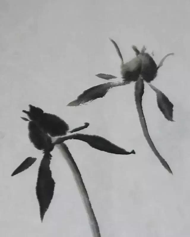 果果小写意牡丹画法教学视频,王绣写意牡丹画法零基础视频