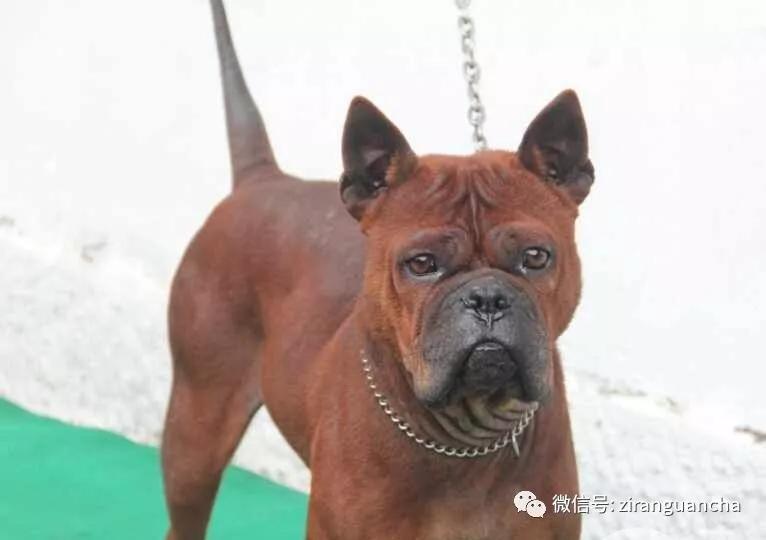 狗年说狗漫谈中国古代的狗,狗年说狗相声