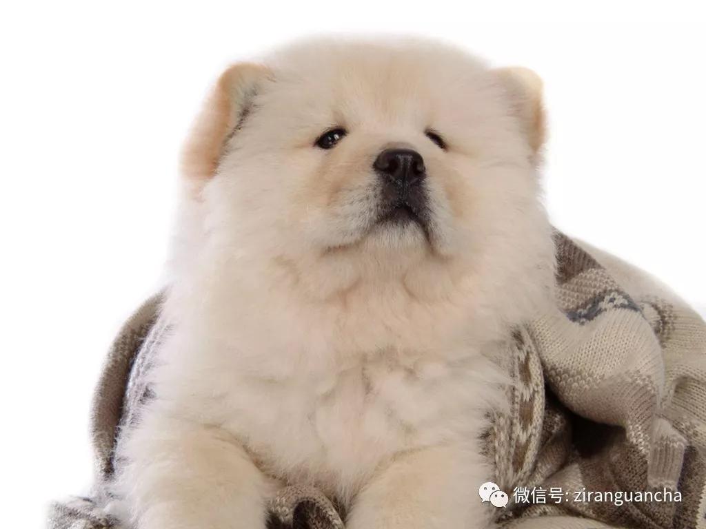 狗年说狗漫谈中国古代的狗,狗年说狗相声