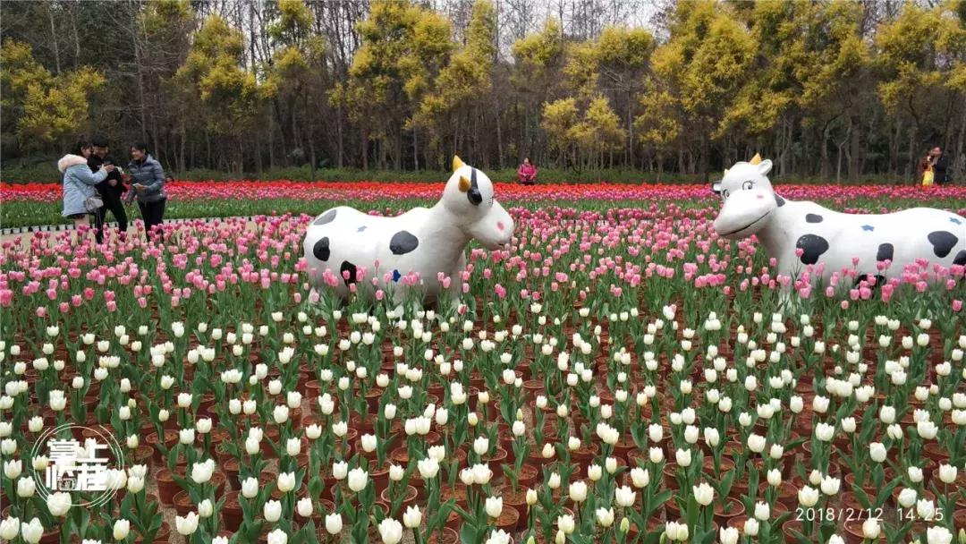 2020桂林訾洲公园郁金香盛开,桂林訾洲公园郁金香花期