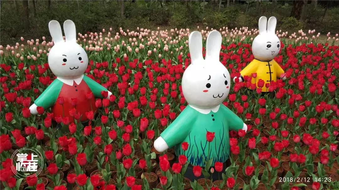 2020桂林訾洲公园郁金香盛开,桂林訾洲公园郁金香花期