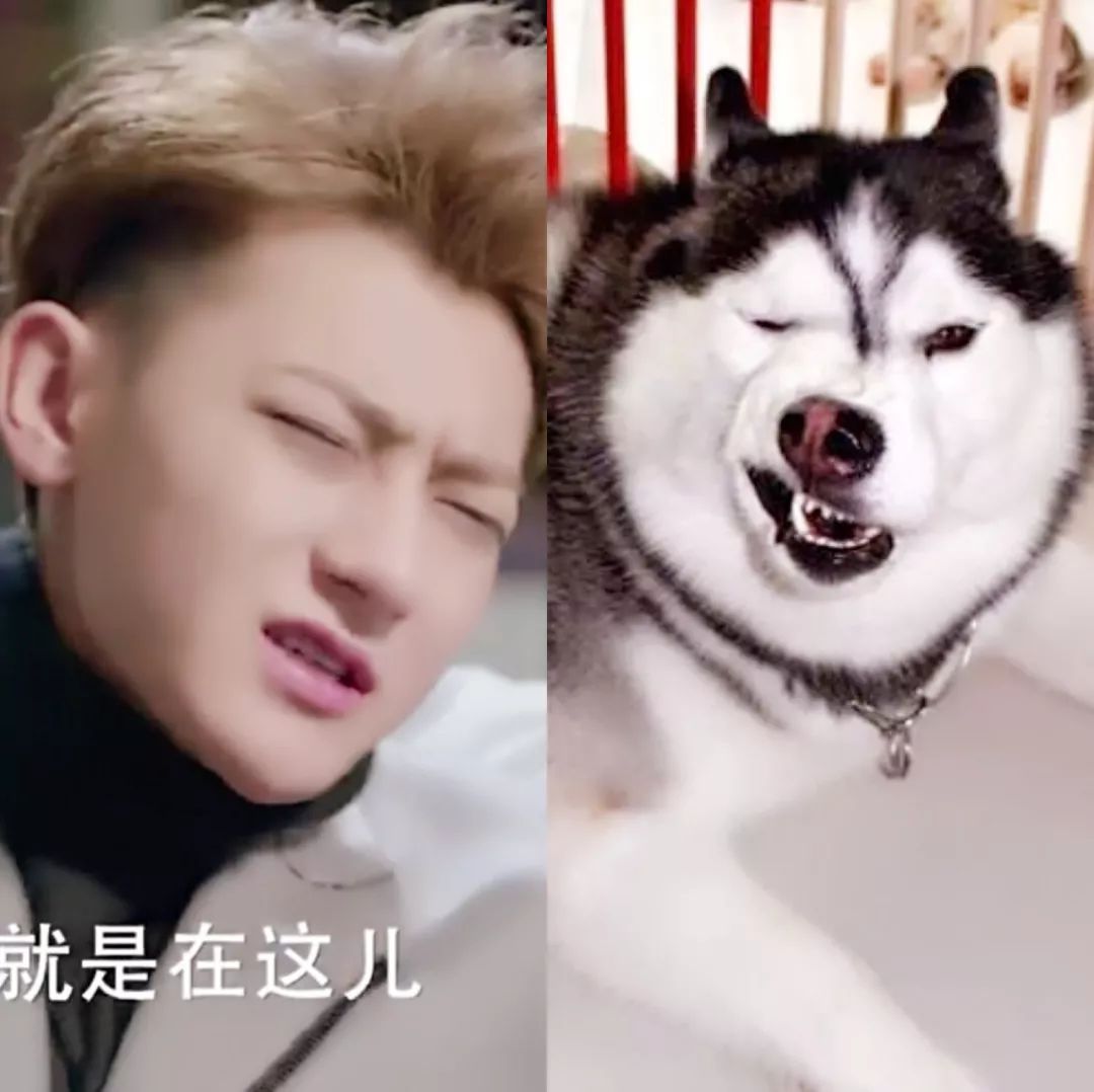 黄子韬撩杨幂高能发糖，撒娇、耍赖、说情话，又想骗我们谈恋爱