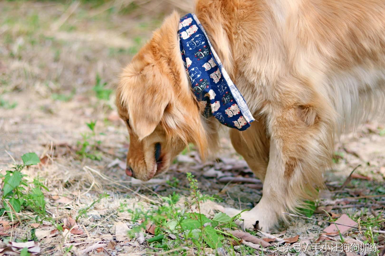 狗狗是怎么理解离别？铲屎官们纷纷讲述自家狗子的故事~