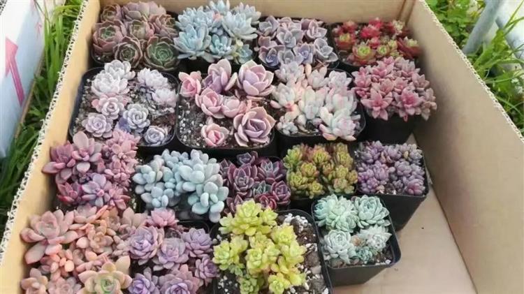 女友爱买多肉,女朋友钟爱多肉