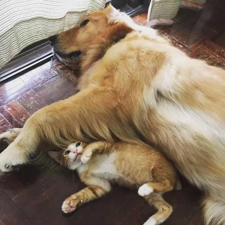 这只金毛和小菊猫的画风太甜啦！情人节狗粮奉上