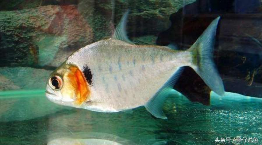 新年养什么观赏鱼好,过年必养的三大小型观赏鱼