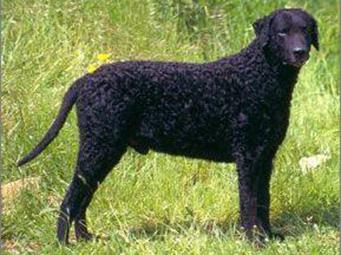 akc认证的犬种,akc认可的148个犬种