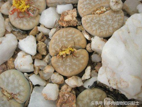 生石花多肉的品种,多肉植物生石花品种大全