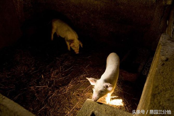 十二生肖属猪年龄表,属猪的生肖幸福密码