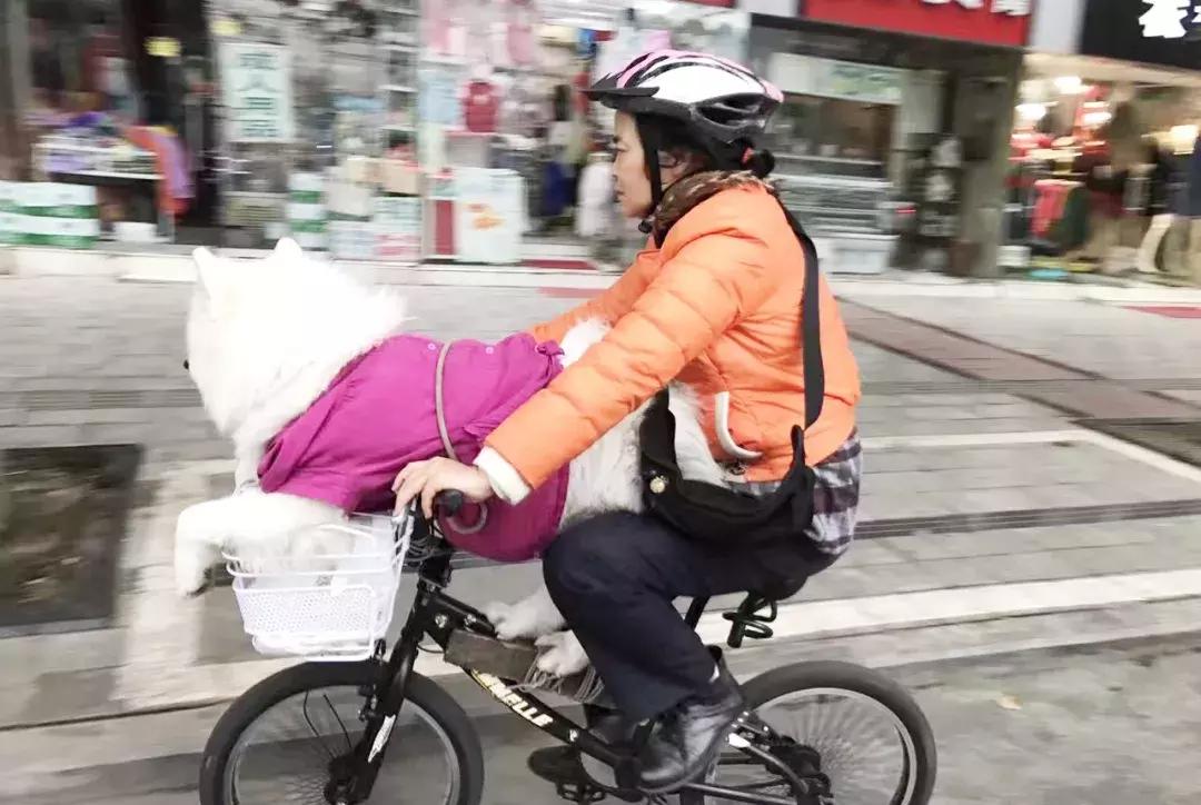 成都的十条网红狗,有的住豪宅穿名牌,比人活得还巴适