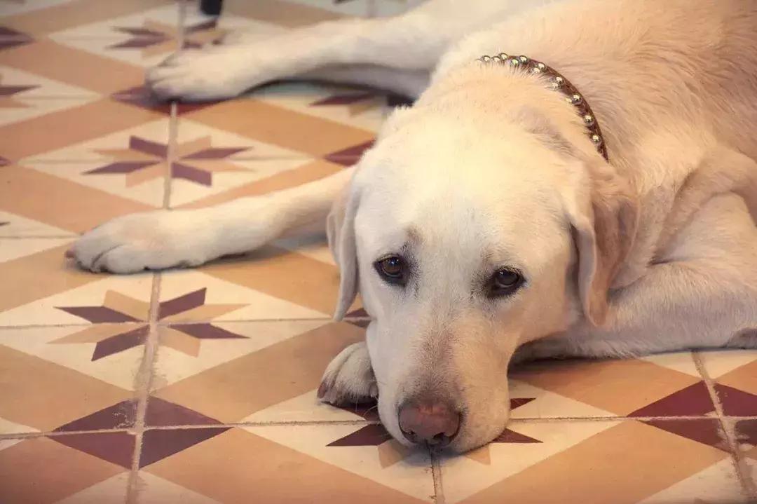 成都的十条网红狗,有的住豪宅穿名牌,比人活得还巴适