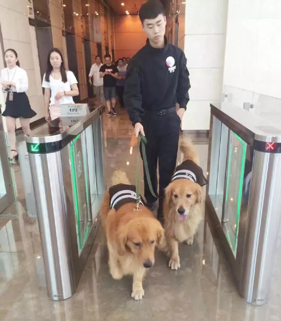 成都的十条网红狗,有的住豪宅穿名牌,比人活得还巴适