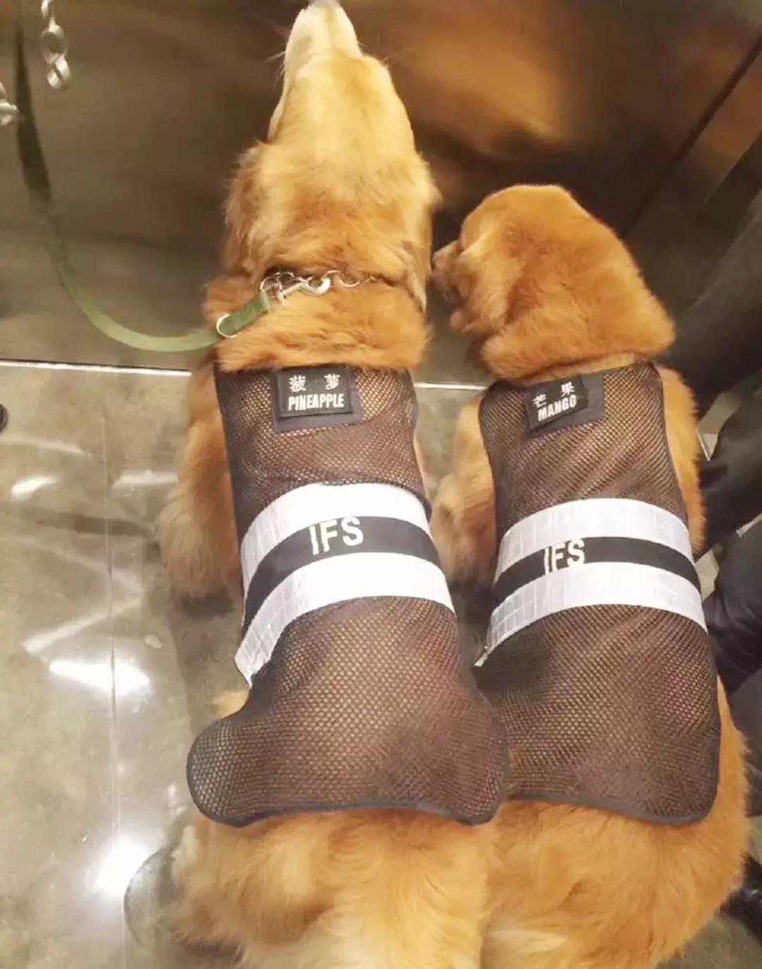 成都的十条网红狗,有的住豪宅穿名牌,比人活得还巴适