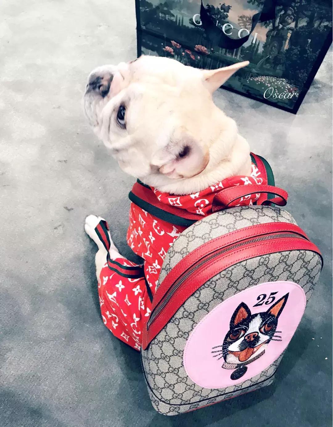 成都的十条网红狗,有的住豪宅穿名牌,比人活得还巴适