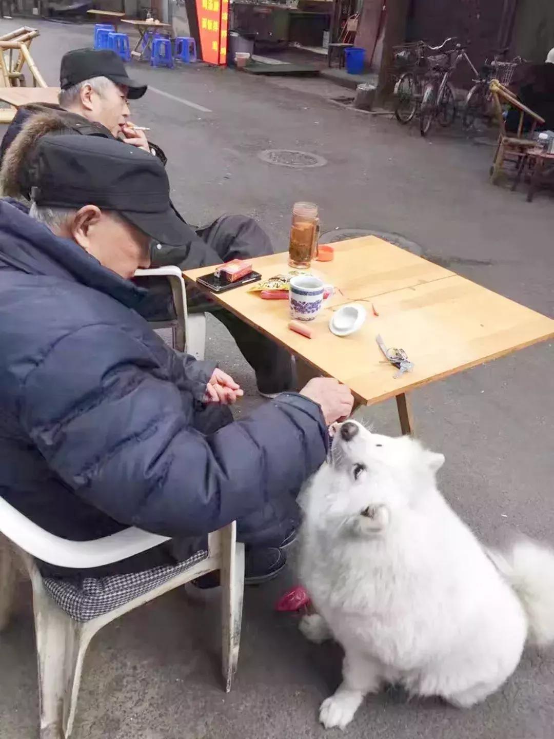 成都的十条网红狗,有的住豪宅穿名牌,比人活得还巴适