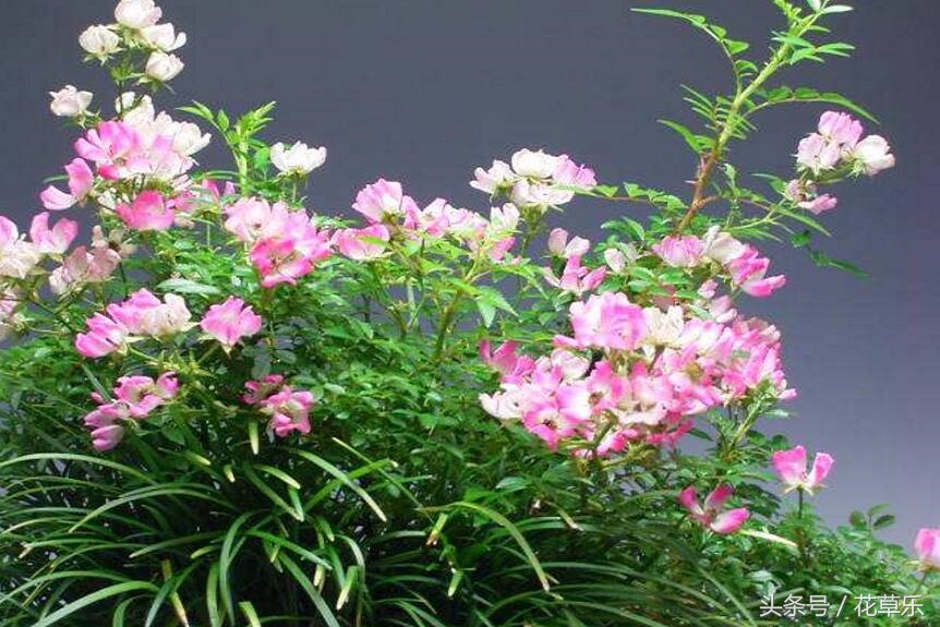 2018十二生肖流年运势详解,2018年十二生肖运势完整版