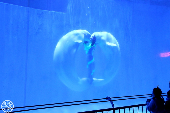 哈尔滨极地馆体验,哈尔滨极地馆之精彩瞬间