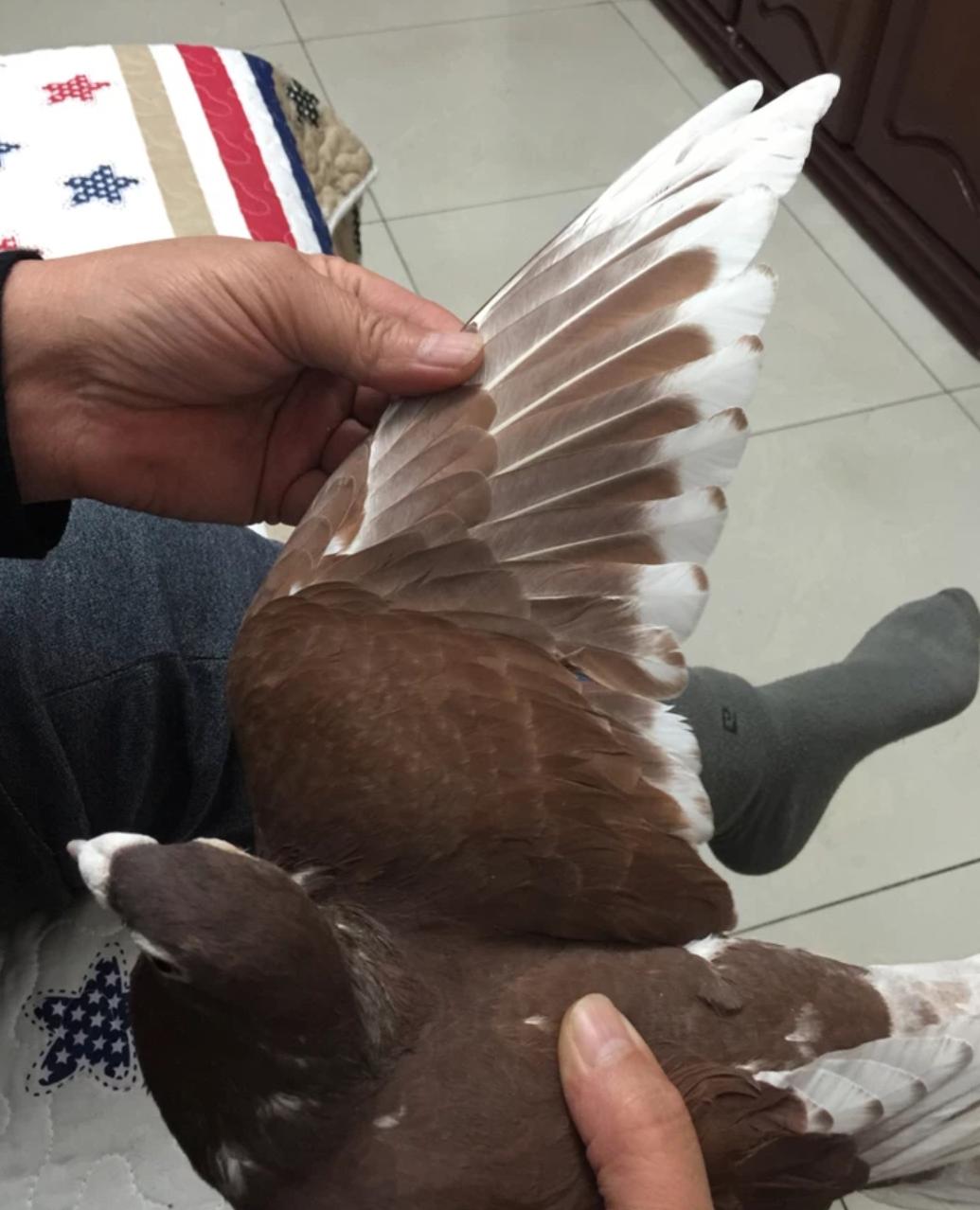 雌鸽不下蛋或者下蛋慢该如何调理？