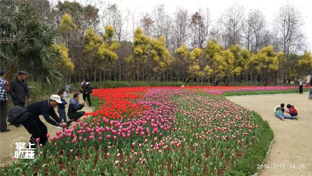 2020桂林訾洲公园郁金香盛开,桂林訾洲公园郁金香花期