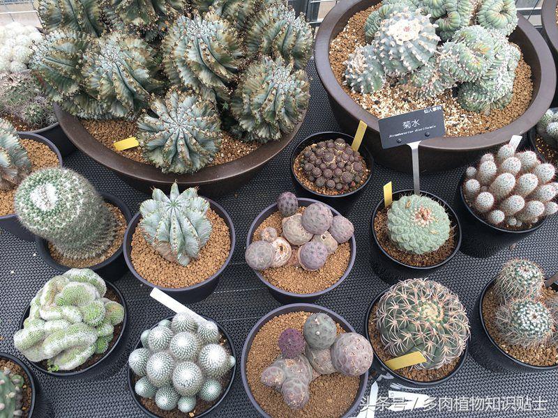 多肉市场怎么挑多肉盆子,多肉植物市场在哪里