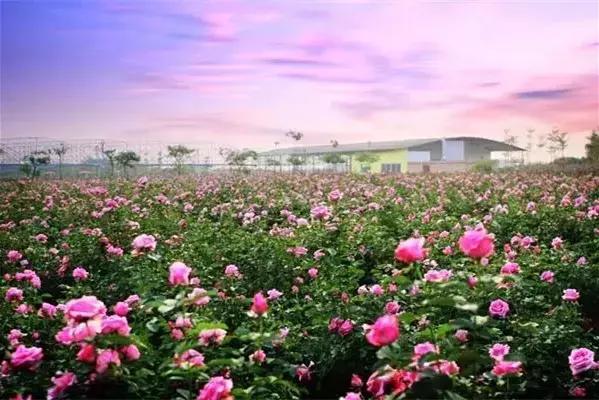 春节广州景点,广州特惠旅游景点推荐