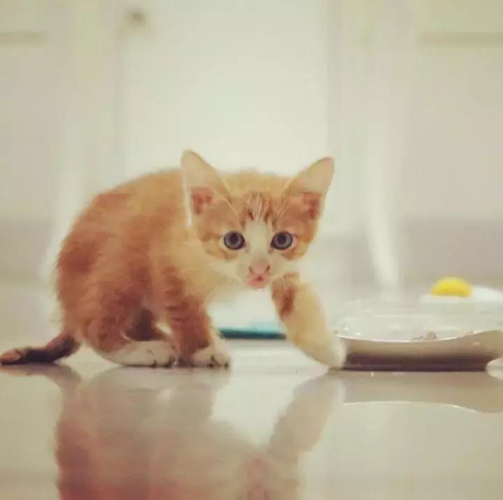 这只金毛和小菊猫的画风太甜啦！情人节狗粮奉上