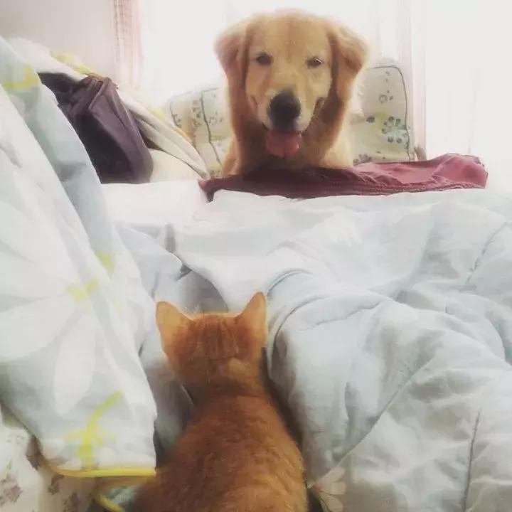 这只金毛和小菊猫的画风太甜啦！情人节狗粮奉上