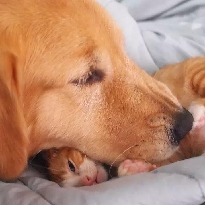 这只金毛和小菊猫的画风太甜啦！情人节狗粮奉上