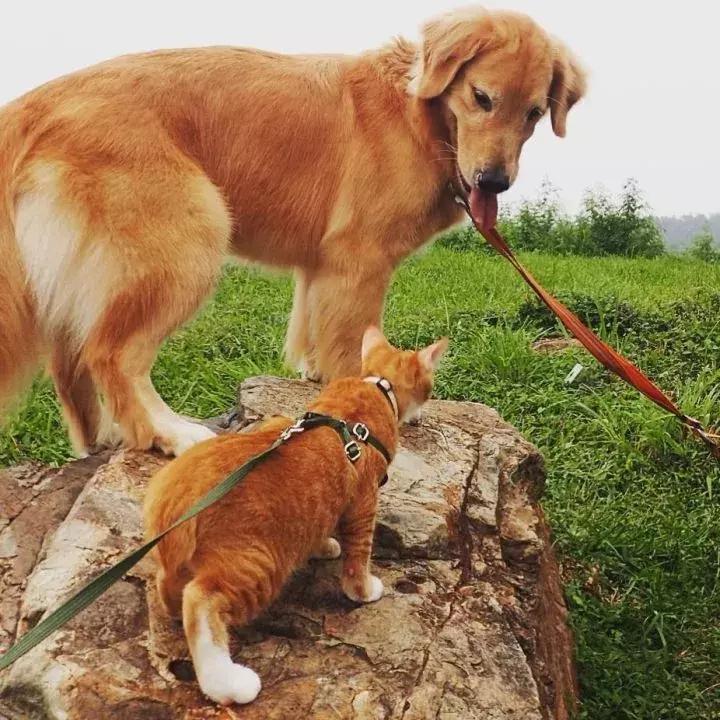 这只金毛和小菊猫的画风太甜啦！情人节狗粮奉上